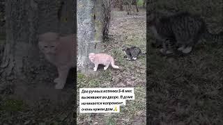 Помощь бездомным животным. Минск #помощьбездомнымживотным #кот