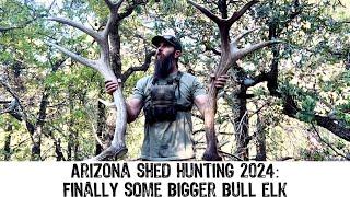 Arizona Shed Hunting 2024: Finally Some Bigger Bulls