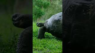 The 5 Most Stunning Creatures of the Galápagos Islands #wildlifediversity #animals