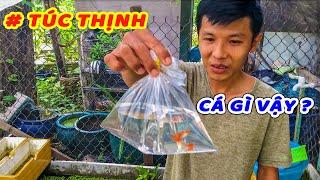 GHÉ THĂM LẠI TRẠI CÁ THỦY SINH CỦA ANH TÚC THỊNH - GIAO LƯU CÁ GUPPY