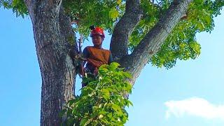 Excellent  !! cutting roadside mahogany to anticipate disasters