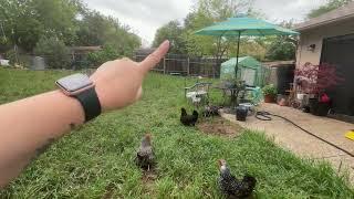 Chicken Field Trip - How To Let Out Your Backyard Flock