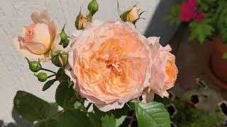 Потрясающая Роза Сурир  Дю Хавр,   (SOURIRE DU HAVRE) подкормка для 2 цветения