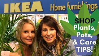 shop IKEA PLANTS, pots, PLANT CARE in MN with MOODY BLOOMS