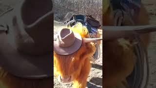 Mr. Cow the Cow boy #cow #cowboys #animals