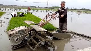 Sawah di Iran = Pertama kali suami ikut tanam padi = Padi tumbuh cantik= daunnya hijau luar biasa