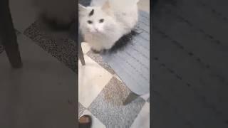 فستانك الابيض قط سامي