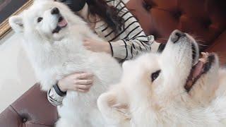 Samoyed dog CAFE IN SEOUL!