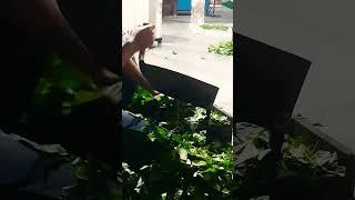 Cắt thuốc Nam trị bệnh bà con gần xa | 27.07.2022