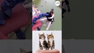 Cat Reaction, Watching this girl fall. #cats #catreaction #lifeofmoiza #catlover #kucing