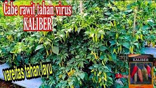 Cabe rawit kaliber solusi petani milenial