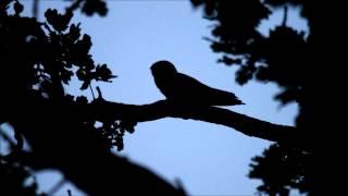 Nightjar calling