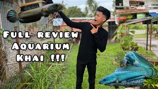 Full Review Aquarium Khai | Tank Channa Limbata Khai | Super Padu Mart !!!