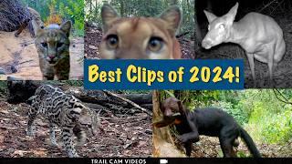 Our Very BEST Trail Camera Videos of 2024! Jungle & Swamp Wildlife