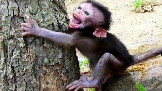 Baby monkey lost mom cries seizures