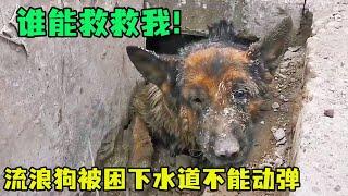 流浪狗被困下水道，好心路人救它出來，發現狗牙竟被剪斷