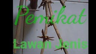  Bambu pemikat "LAWAN JENIS"...