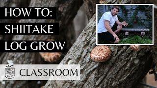 How To Grow Mushrooms From Logs (Easy Guide) | Urban Farm-It's Classroom