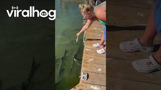 Pelican Snatches Tarpon's Hand-Fed Meal || ViralHog