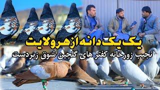 یک یک کفتر از هر ولایت | نجيب زورخانه کفتر های گلچین شوق  Most colorful & Famous Afghanistan pigeons