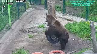 Медведь Мансур - Mansur the Bear (Замечательный танец игра!)