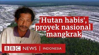 Food Estate: Hutan habis, ribuan hektare kebun dan sawah gagal panen - BBC News Indonesia