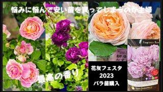 花友フェスタのバラ売り場をうろちょろしまくって、最終的に購入した苗はセール品。でも満足！#花友フェスタ #ロサオリエンティス #バラ#ローズナカシマ#エターナル#フレグランスローズ