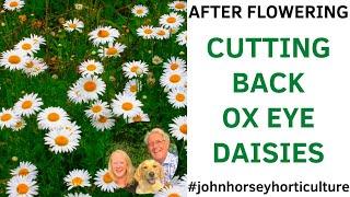 HOW TO CUT BACK OX EYE DAISIES AFTER FLOWERING