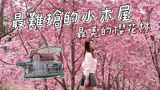 武陵農場櫻花季住小木屋｜營區介紹｜遇見超美櫻花林,No136