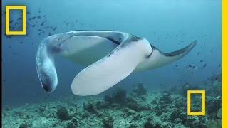 Feeding Frenzy: Manta Rays in the Maldives | National Geographic