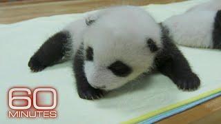 A rare look inside a giant panda nursery | 60 Minutes Archive