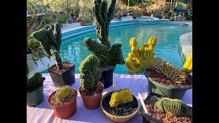 San Pedro Cactus Varieties: Crested, Variegated and Rare - Episode 123