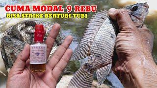 MODAL MINYAK GOSOK‼️PERANGSANG IKAN NILA YANG AMPUH DI MUSIM HUJAN