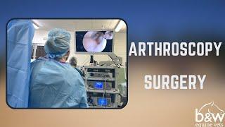 Stifle Arthroscopy - Equine Surgery - B&W Equine Hospital