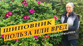 Шиповник Польза или вред