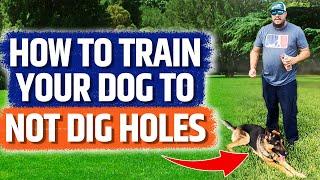 Training Tips - How to train your dog to not dig holes in your backyard