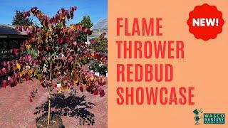 NEW PLANT: Flame Thrower Redbud