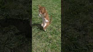 Смешной кот танцует!#смешныйкот #смешныеживотные  #funnyanimals #funnycats  #кошки #cats #funnyvideo