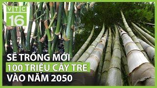 Sẽ trồng mới 100 triệu cây tre vào năm 2050 | VTC16