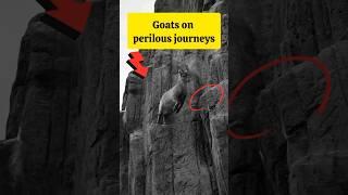  Goats on perilous journeys- #goat #wildlife #animals #forest #facts #trending #shorts #nature