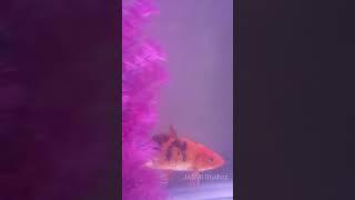 Beautiful Underwater View | Shorts