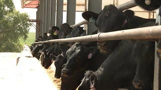 AgweekTV: Beef on Dairy Crossed Cattle