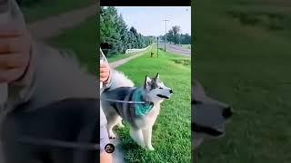 Funny videos Animals 2023 | New Tik Tok video #youtube #youtubeshorts #ytshorts