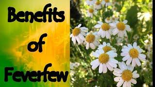 The Benefits of Feverfew Tanacetum Parthenium