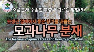 모과나무 분재의 특성과 기르는 방법 The features of quince trees and how to grow them