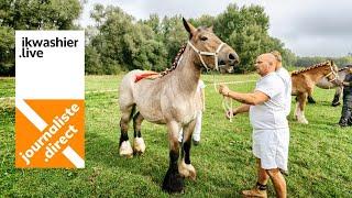 Championnat Wallon du Cheval de Trait Belge - l'enquête de Bruno Herman à Cortil-Noirmont