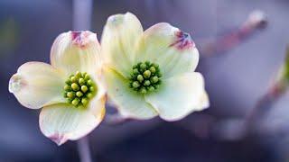 Native Trees and Shrubs