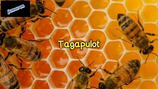 Tagapulot Ilocano Song with Lyrics | Jemaron