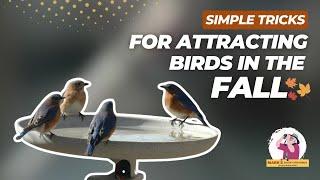 Simple Tricks to Attract Birds to Your Yard This Fall