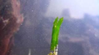 weird underwater caterpillar